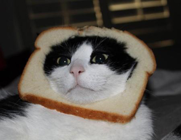 cat-bread-5