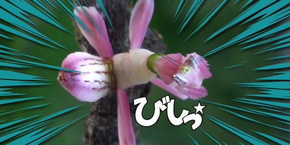 こりゃ騙されるわ。おすまし顔で蘭になりきりカメラ目線で優雅に捕食。ハナカマキリの高画質映像