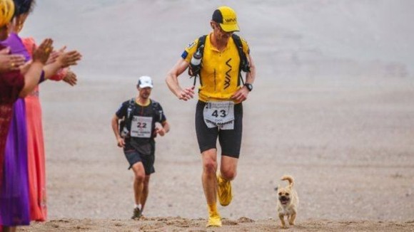 250kmの過酷なマラソンの中、1人のランナーの後をずっとついてきた小さな野良犬。最終ゴールはランナーの家に。