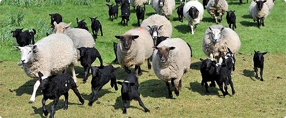 怪現象？37匹の白い雌羊が黒い羊だけを60匹も出産（イギリス）