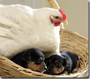 子犬