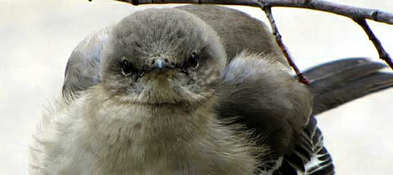 フクフクかわいい、ふとましやかな鳥たちの画像