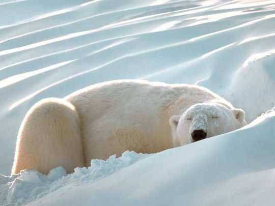 polar-bear-2