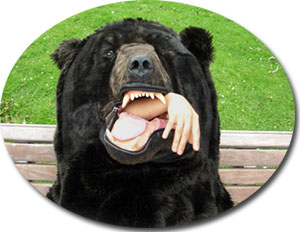 kuma