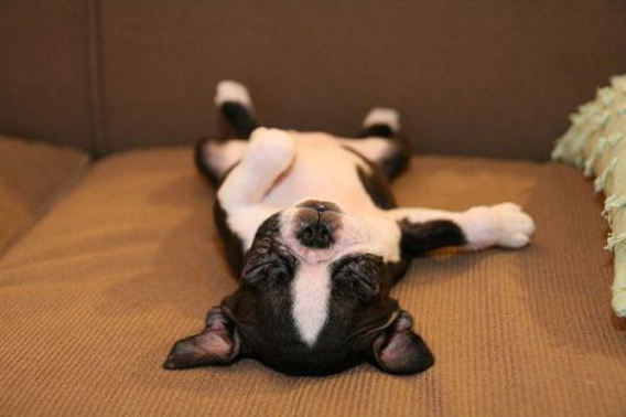 these_funny_animals_451_640_08