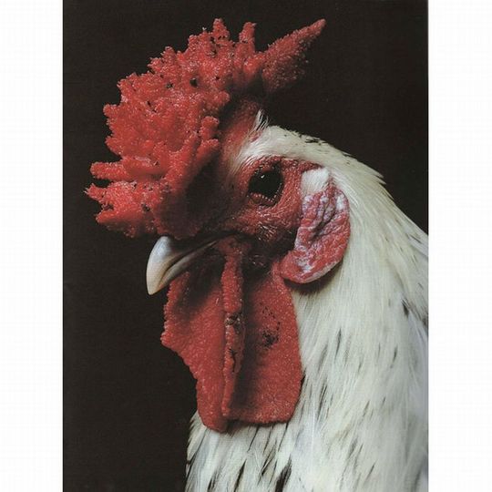 Unusual-hen-18