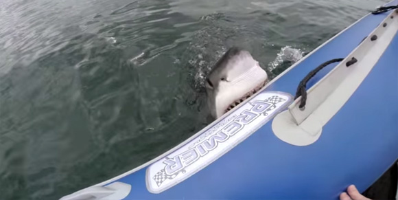 サメがボート丸ごと襲うだと？ゴムボートをむしゃむしゃ食いちぎるシャーク、ホホジロザメの恐怖