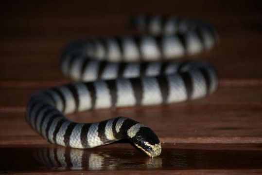 the_most_dangerous_640_05