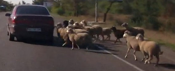 ロシアには集団で車を襲う「当たり屋」羊集団が存在する？
