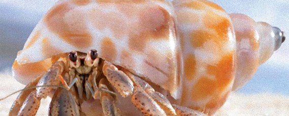 略奪こそ正義。他人の家を乗っ取ることで生き残ってきた陸ヤドカリ（米研究）