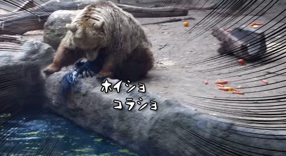 「ん？困っていますね。」動物園内の池でおぼれていたカラスを救ったクマの物語（ハンガリー）
