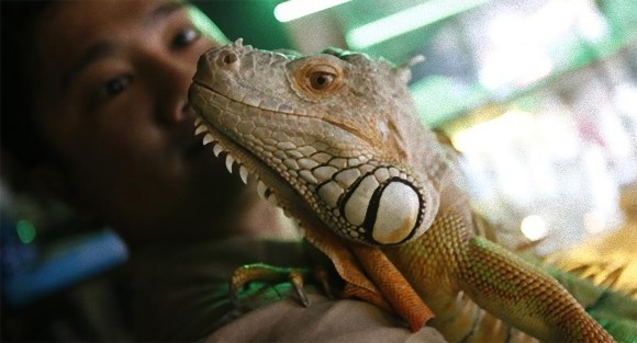 小動物から爬虫類、タランチュラまで。ベトナムで人気の異種混合ペットカフェ（閲覧注意）