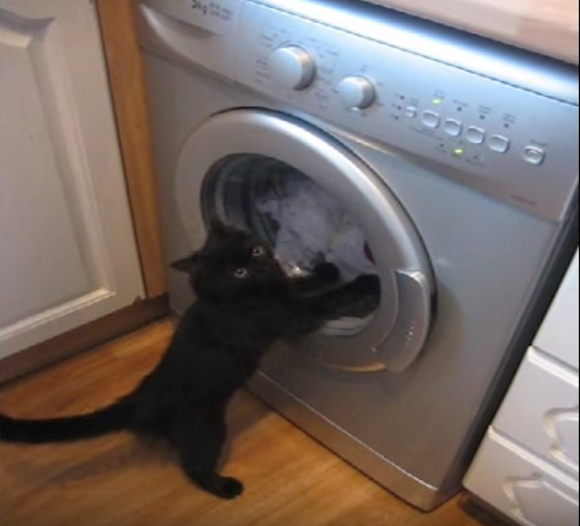 ここは俺が食い止める！洗濯機に立ちはだかりその回転を肉球で阻止しようとする猫