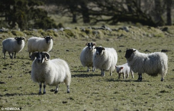 羊たちも暗黙。羊たちの群れに紛れ込み羊になりきり逃亡生活を送るブタ（イギリス）