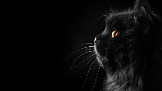 まっくろかわいい。黒猫好きの為の黒猫画像+GIFアニメーション