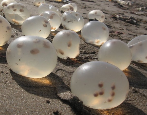 エイリアンの卵？謎のぷにょぽよボールが海岸にゴロゴロ。