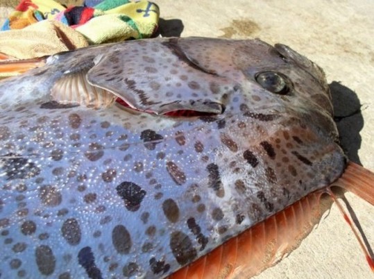 The-Longest-Fish-In-The-World-6-570x425