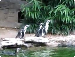 ペンギンたちが蝶々と追いかけっこ、パンダのフリフリダンス。ほのぼの動物５つの動画特集