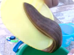 hiruru