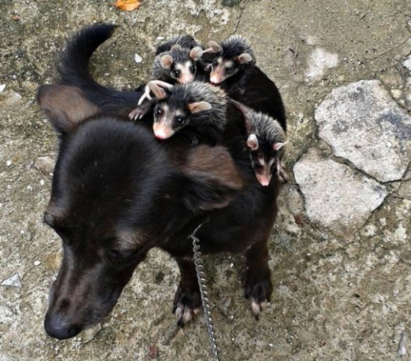 孤児となったオポッサムの赤ちゃんたちを背中で育てる犬（ブラジル）