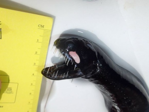 どうみてもエイリアンの幼生にしか見えない。まっ黒で細長い体を持つ謎の深海魚