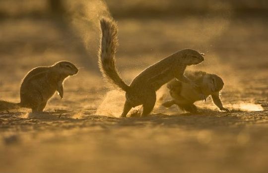 gophers_12