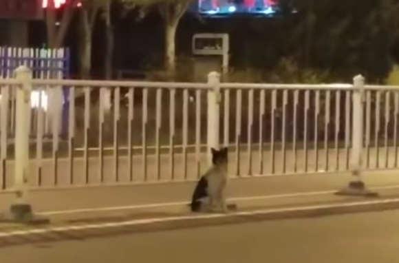dog3