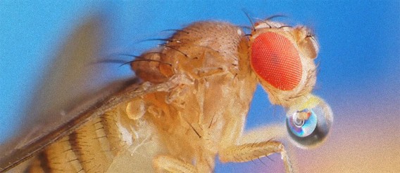 空腹状態だと記憶力が向上する。ハエの実験で発見（東京都医学総合研究所）