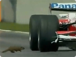 乱入！乱入！人間界の競技に動物たちが乱入シーンベスト１０