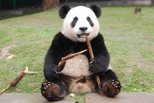 animals_77_36