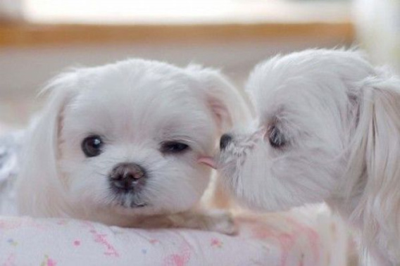 these_funny_animals_451_640_05