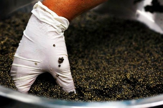 1258610643_how_black_caviar_is_made_14