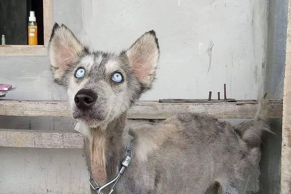 これがハスキー？バリ島で変わり果てた姿のハスキー犬が保護される。その10ヵ月後、本来の姿を取り戻す