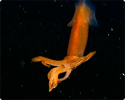 深海イカが水中を優雅に舞う姿を高画質で「Anthology of Deep-Sea Squids 」