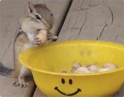 ピーナッツ？根こそぎお運びしますよ？森の有能な運び屋「シマリス」