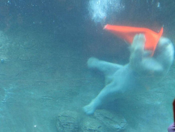 polar_bears_02
