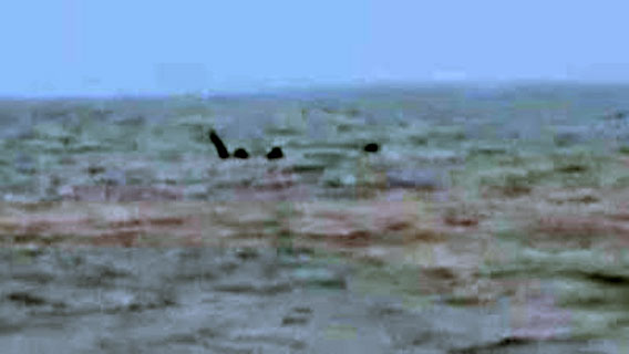 loch-ness-monster-in-skegness