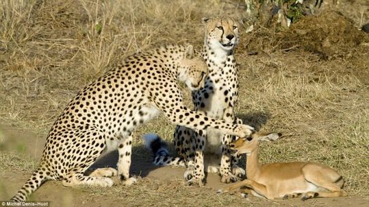 cheetahs_letting_tiny_antelope_go_01