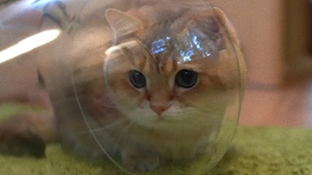 猫のホシコさん、グラスに入りガラスごしの世界を探検する