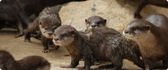 【動画】生まれた子どもは全部で11匹、サッカーチームができちゃう勢いのカワウソファミリー