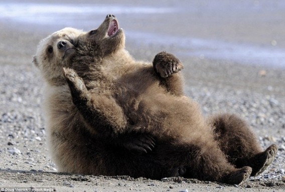Chill-Like-A-Bear-12_e