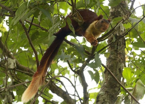 indian_giant_squirrel_01