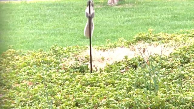 リス「いや～ん、落っこっちゃう！」鳥のエサを盗っちゃダメ！と、餌台に油を塗ってみた