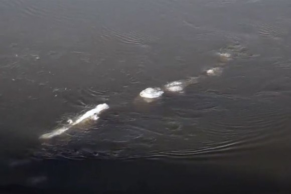シーサーペントなのか！？アラスカで細長く巨大な謎生物が川を泳いでいるところを目撃される