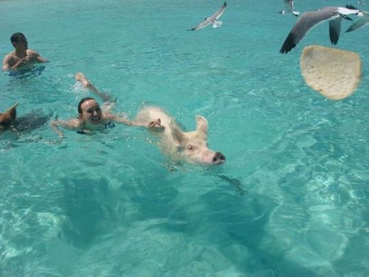 swimming_pigs_11