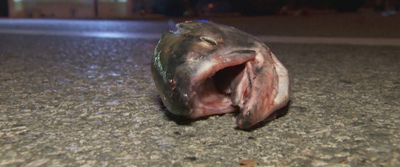 フィッシュヘッド流出：路上に大量の魚の頭のみが散乱、シュールと悪臭が広がる世界へ（カナダ）