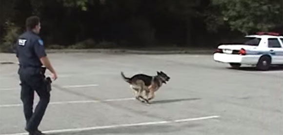 訓練された警察犬は自らパトカーに乗りドアを閉めることができる。