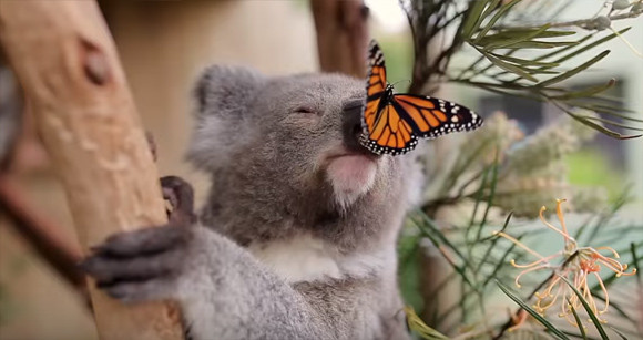 蝶々がコアラに恋をした？コアラに止まる蝶々のほんわか癒し映像