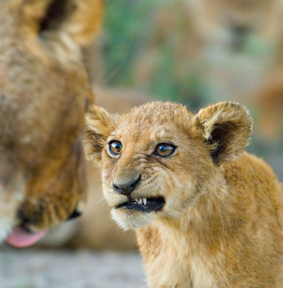 牙チラする子ライオンの表情が絶妙だったのでコラ職人がんばる