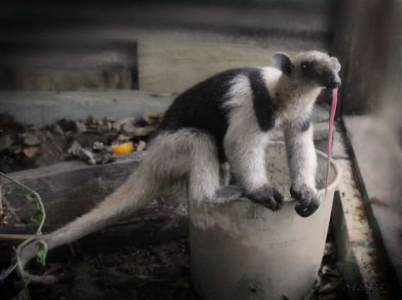 these_funny_animals_451_640_18